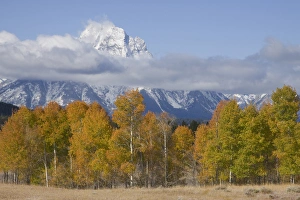 Mountains Prints: Grand Teton National Park, Autumn Aspen Snow