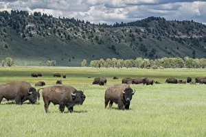 Grand Teton National Park, Bison graze in meadow, Wyoming