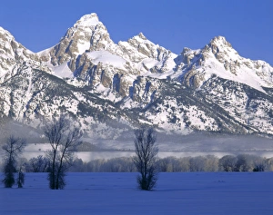 GRAND TETON NATIONAL PARK, WYOMING. USA. Fog & frosted trees below Grand Teton in winter