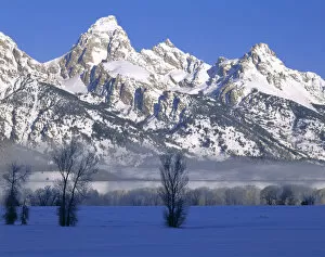 Images Dated 27th January 2004: GRAND TETON NATIONAL PARK, WYOMING. USA. Fog & frosted trees below Grand Teton in winter