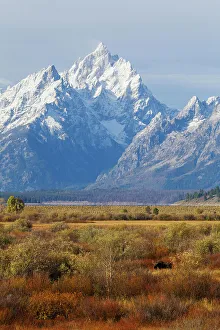 Grand Tetons and moose