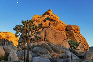 New Images March 2025 Part 2 Prints: Granite boulders and Joshua trees in Joshua Tree National Park, California, USA