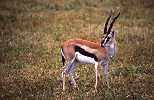 Grants Gazelle, Gazella granti, Tanzania Africa