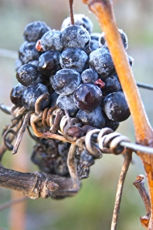 Nurture Prints: Grape bunch in frost. Limoux. Languedoc. France. Europe