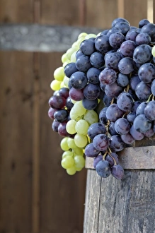 Parade Prints: Grape exhibit on parade float, La Festa dell Uva, Impruneta, Tuscany, Italy