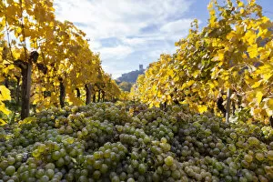 Austria Gallery: Grape Harvest by traditional hand picking in the Wachau area of Austria