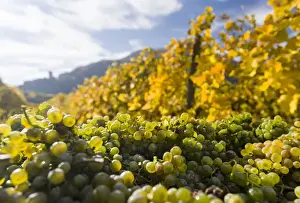 Harvest Prints: Grape Harvest by traditional hand picking in the Wachau area of Austria