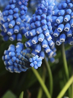 Images Dated 7th April 2011: Grape hyacinth in bloom