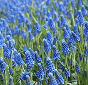 Images Dated 7th April 2011: Grape hyacinth in bloom