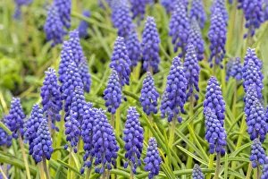 Images Dated 7th September 2019: Grape hyacinth, USA