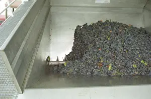 Machinery Prints: Grapes just brought in from harvest in the grape reception area with an archimedes