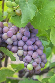 Grapes on vine, Anyelas Vineyard, Skaneateles, New York, USA