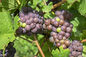 Bunch Prints: Grapes on vine, Anyelas Vineyard, Skaneateles, New York, USA