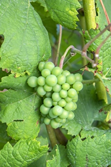 New York Prints: Grapes on vine, Anyelas Vineyard, Skaneateles, New York, USA