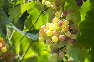 Greece Collection: Grapevine, Corfu, Greece, Europe