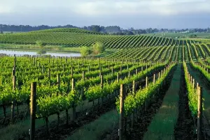 Rolling Hills Prints: Grapevines in neat rows in Californias Napa Valley wine country