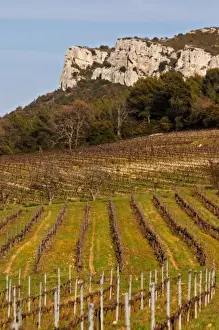 Trimmed Prints: Graphic pattern vineyard and mountain cliff Choteau Barbanau and Clos Val-Bruyere
