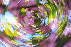 Graphic Prints: Graphic views combining slow shutter speed & motion, Ornamental Spring plum blossoms