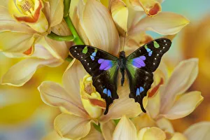 Cymbidium Prints: Graphium weiski butterfly on large golden cymbidium orchid