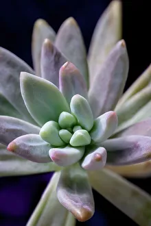 Succulent Prints: Graptosedum Francesco Baldi succulent