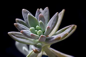 Succulent Prints: Graptosedum Francesco Baldi succulent