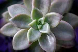 Succulent Prints: Graptosedum Francesco Baldi succulent