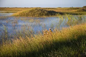 Protection Prints: Grass-covered Dunes at Padre Island National Seashore