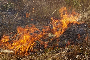 Alight Prints: Grass fire, Kakadu National Park, Northern Territory, Australia