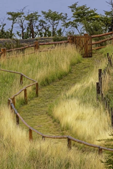 Argentina Prints: Grass lined pathway, Los Glaciares National Park, Argentina, South America, Patagonia