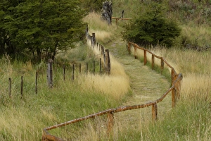 Pathway Prints: Grass lined pathway, Los Glaciares National Park, Argentina, South America, Patagonia
