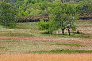 Images Dated 27th April 2006: Grass pattern, Cades Cove, Great Smoky Mountains National Park