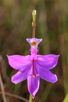 Prairie Prints: A grass-pink orchid