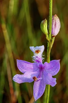 Images Dated 11th October 2022: A grass pink orchid in south Florida