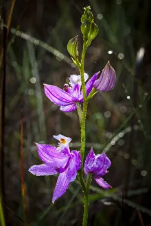 Images Dated 23rd January 2021: Grass pink orchids are terrestrial plants found in the eastern US