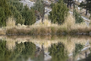Images Dated 13th October 2017: Grass reflection, Canary Spring, Yellowstone National Park, Montana / Wyoming