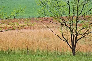 Grass and spring foliage, Great Smoky Mountains National Park, Tennessee