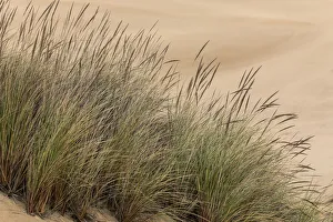 Simplicity Prints: Grasses in dunes, Dellenback Dunes, Siuslaw National Forest, Coos County, Oregon