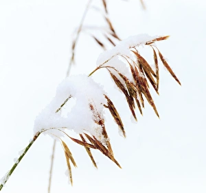 Snowing Prints: Grasses, First snow to October, Continental Divide, Rabbit Ears pass, Colorado, USA