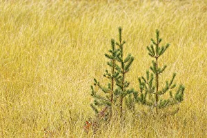Three Prints: Grasses and small conifer trees, Upper Peninsula of Michigan