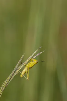 Images Dated 2017 August: Grasshopper on Big Bluestem (Andropogon gerardi) grass seed head, Marion County, Illinois