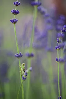 Lavender Prints: Grasshopper with lavender