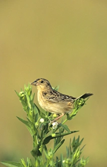 Animal Behavior Prints: Grasshopper Sparrow (Ammodramus savannarum) with food, Prairie Ridge SNA, IL