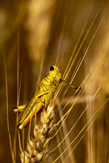 Pest Prints: Grasshopper on stalk of mature wheat in the Palouse of Washington