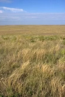 Grassland prairie