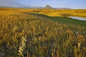 Augusta Prints: Grasslands along the Rocky Mountain Front near Augusta Montana at first light