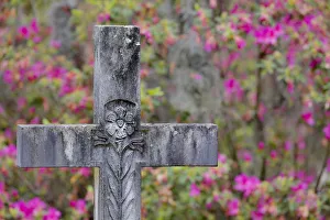 Grave Prints: Grave stones and springtime bloom of azeleas Bonaventure Cemetery, Savannah Georiga