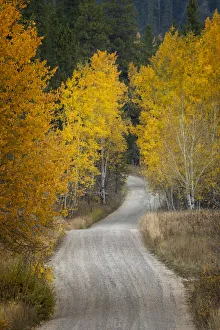 Roadway Prints: Gravel backroad and autumn aspen trees, Grand Teton National Park, Wyoming