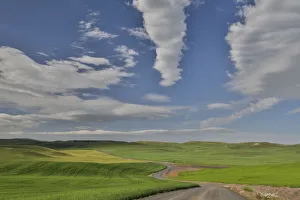 Dirt Road Prints: Gravel dirt road running through rolling hills planted in wheat, Eastern Washington