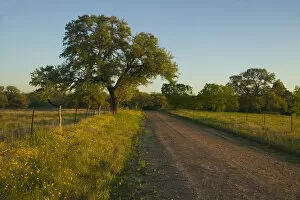 Images Dated 1st April 2006: Gravel Road just to the Northwest of Cuero Texas
