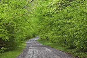 Images Dated 27th April 2005: Gravel road to Tremont, Walker Valley, Great Smoky Mountains National Park, TN